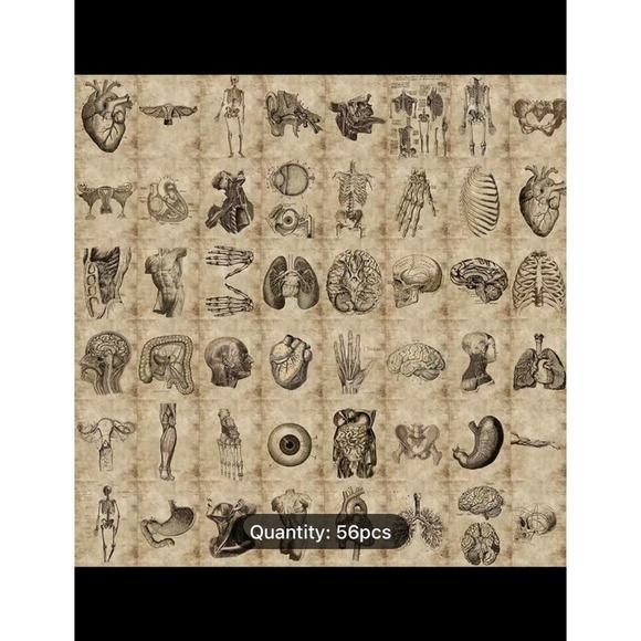 Human Body Anatomy Stickers Bundle of 56 Stickers. Medical school, Bones, organs - Picture 2 of 3